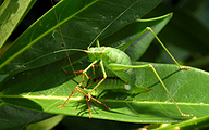 Mating Speckled Bush-Crickets (Leptophyes punctatissima)